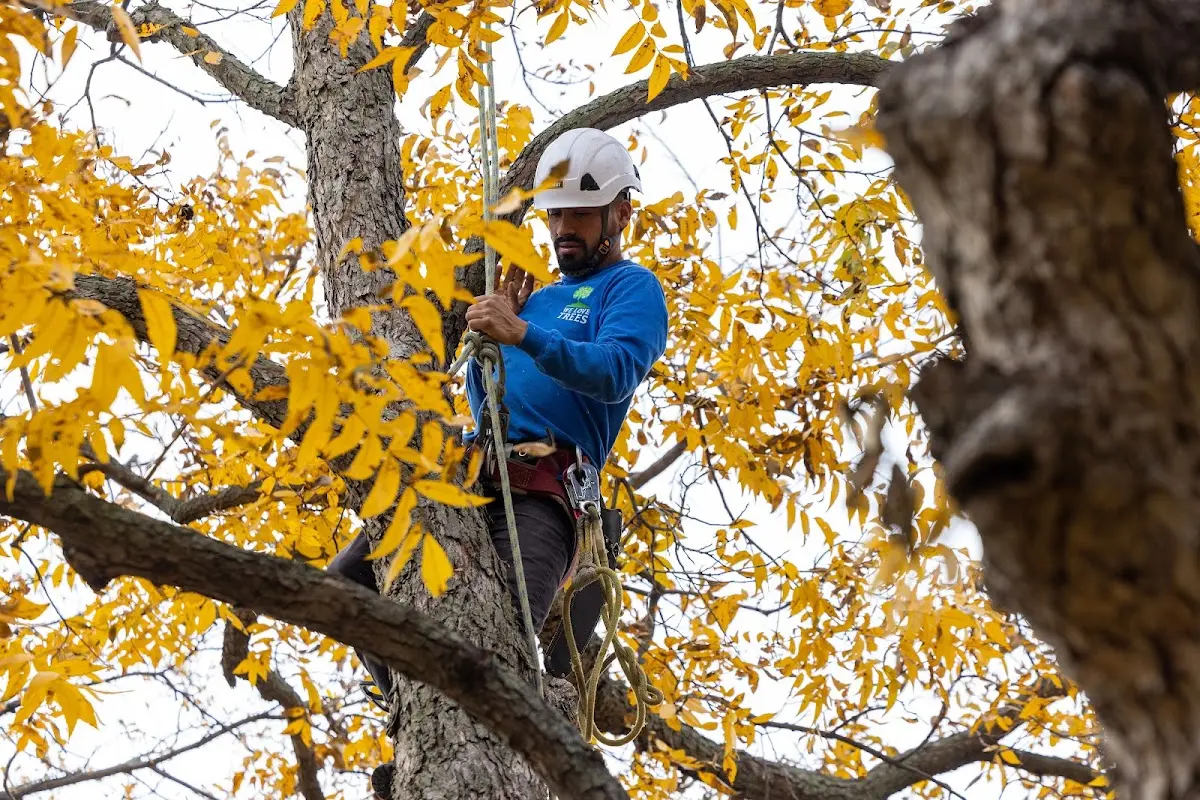 Skilled Tree Planing crew working in Shawboro